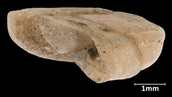Media type: image;   Malacology 17343 Aspect: lateral